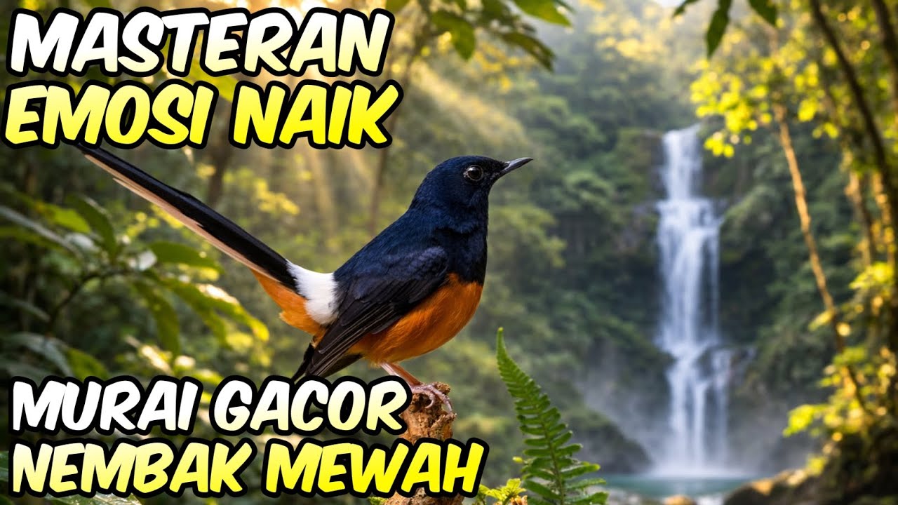 Masteran Murai EMOSI NAIK Murai Gacor Nembak Mewah | Pancingan Murai Fighter Gacor