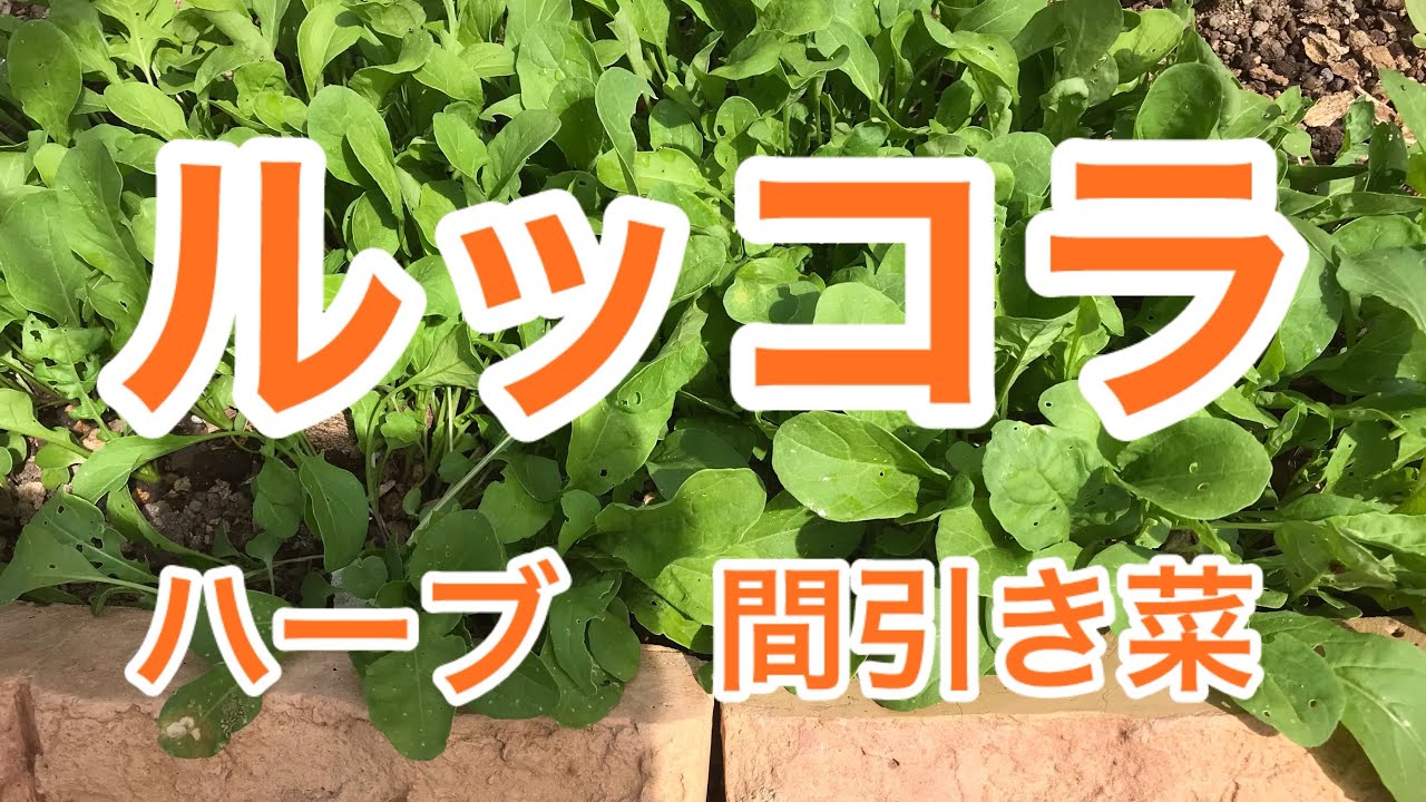 【ルッコラ】種まきから20日で収穫　ハーブ　ディル　イタリアンパセリ