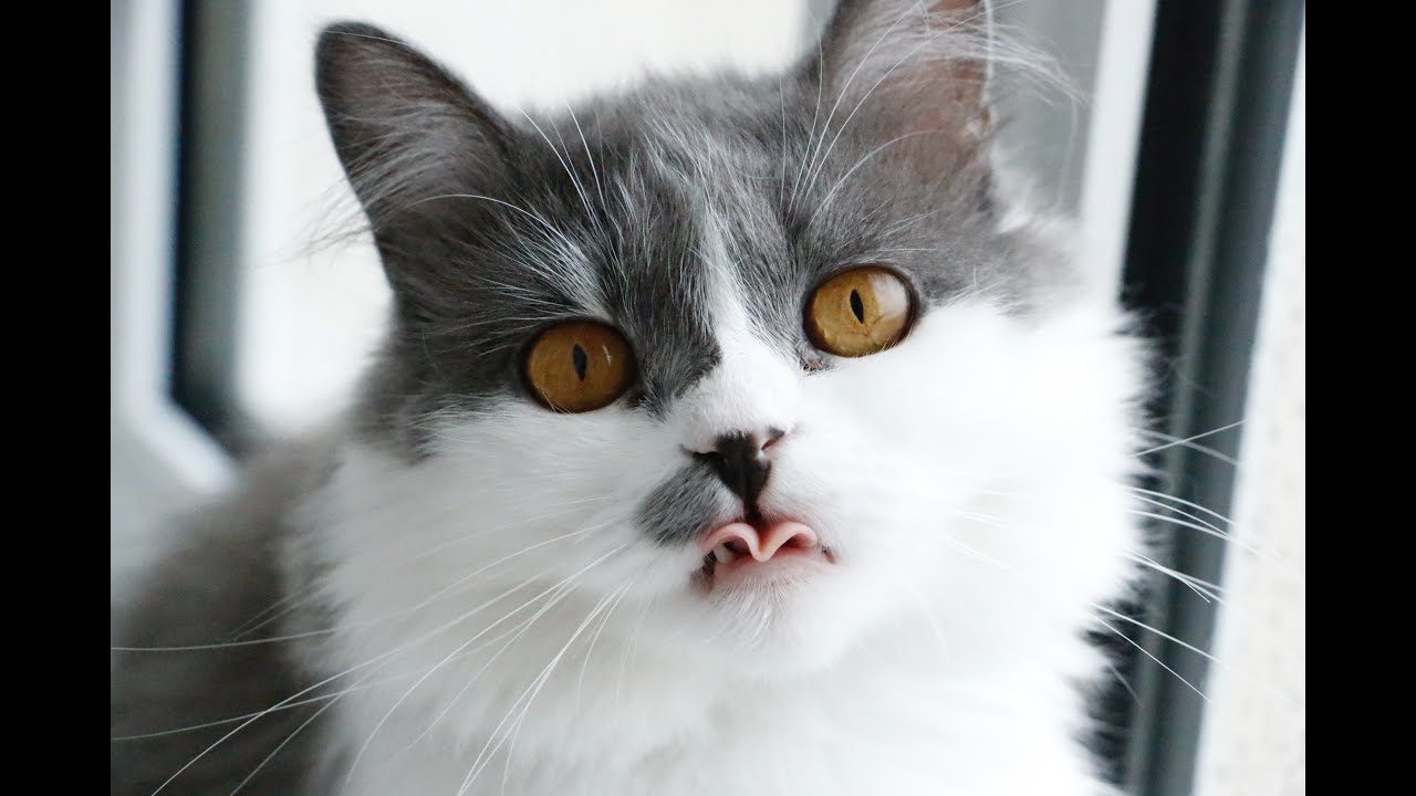 How to Take Care of a Chartreux Cat.