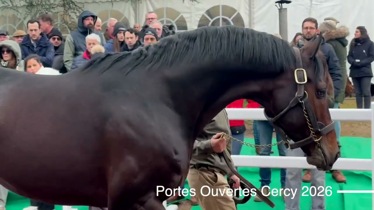 David du Berlais  : étalon au Haras de Cercy en 2026