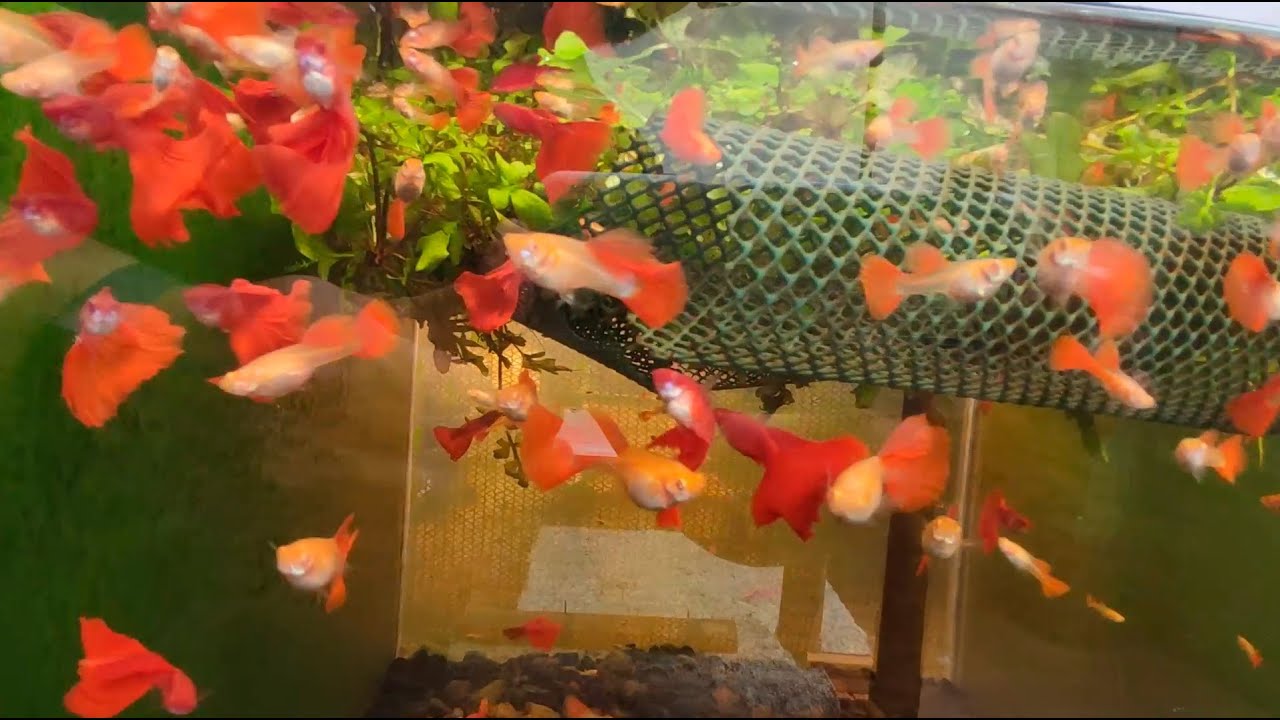 Seja bem-vindo GH Guppys