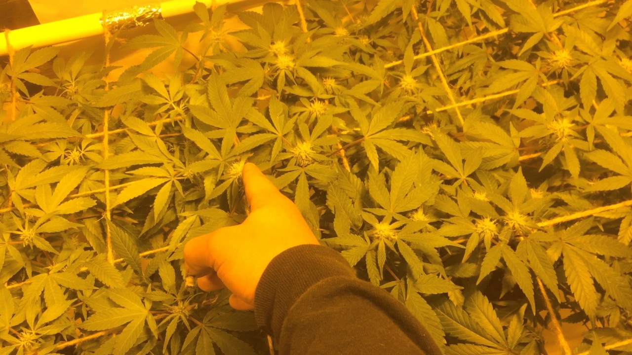 9# hammerxmarionberry scrog series ep1