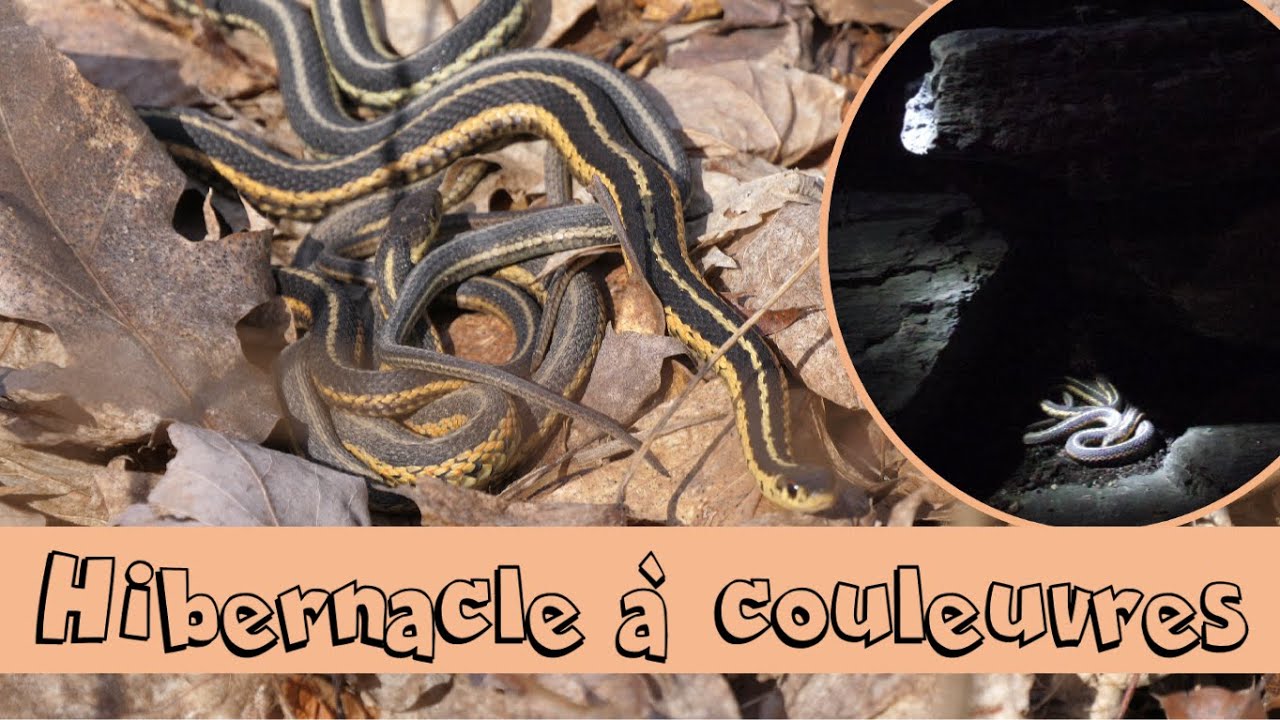 Hibernacle à couleuvres et reproduction au printemps