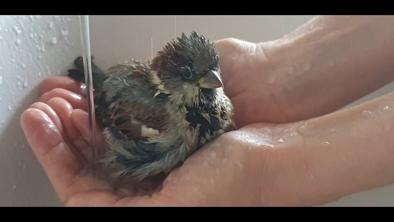 Robin el gorrión....muy contento, juega al pilla-pilla, se baña, nos da besos, hace cobras y siesta