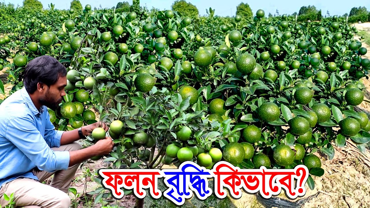 ছোট গাছে প্রচুর ফল গাছের পরিচর্যা | যে মালটা কম সময়ে বেশি ফল ধরে এবং লাভ ভালো করা যায় | মাল্টা গাছ
