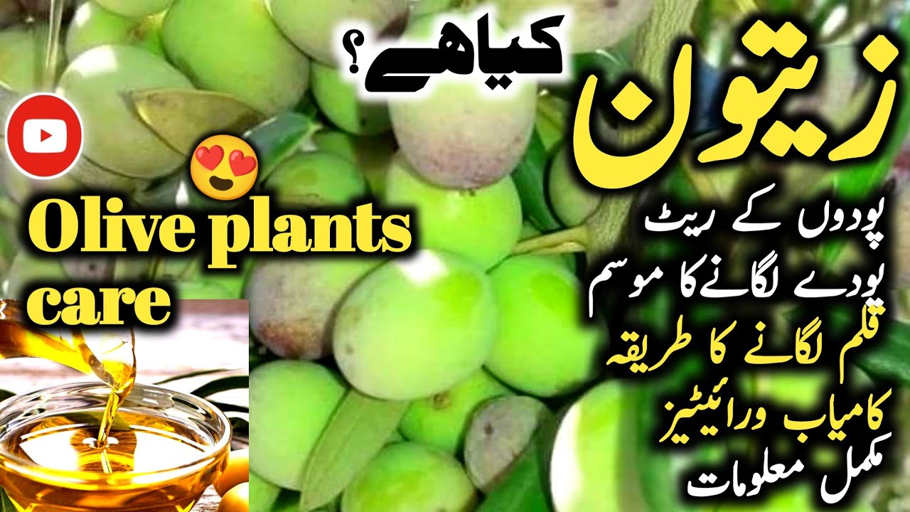Rate and Care of Olive Plants in Nurseries | Olive Garden | Olive Plants Complete Guide