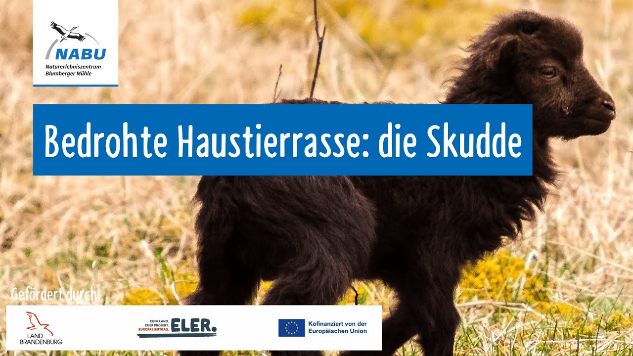 Artenporträt: Skudden – Alte Hausschafrasse, Naturschutz & Landschaftspflege (Vortragsmitschnitt)