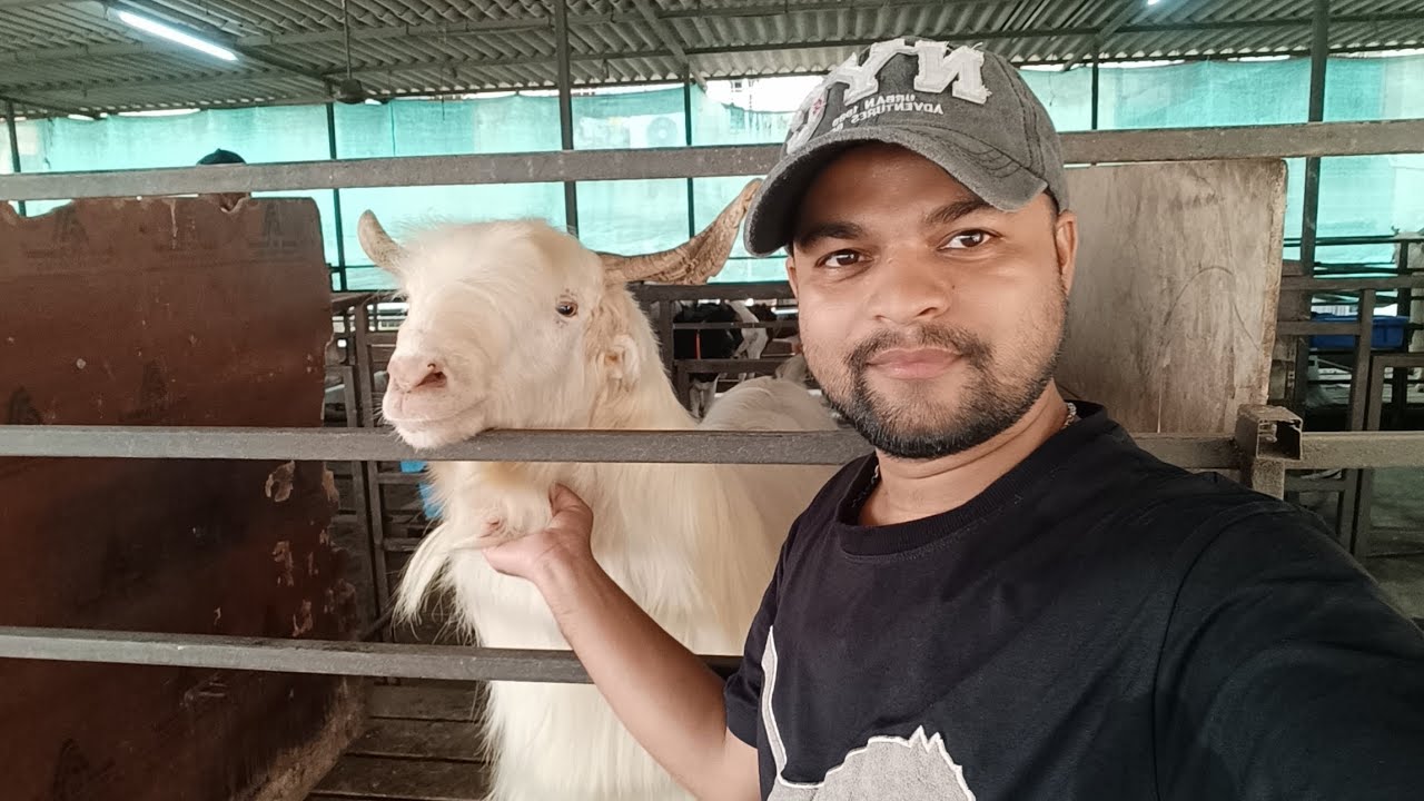 Kitne bade bade bakre Hain