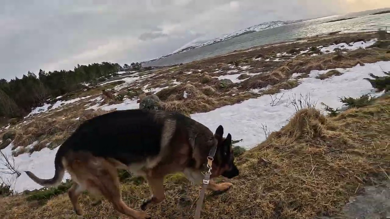 German shepherd on walk. Eros på tur.28.02.2026. welcome to winter land. +3 degrees. it is wet today