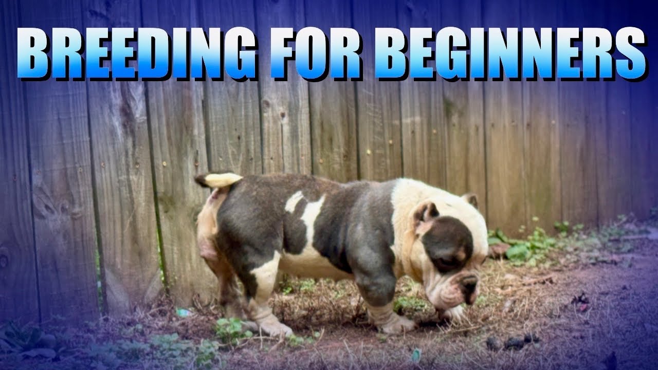 Dog breeding for beginners