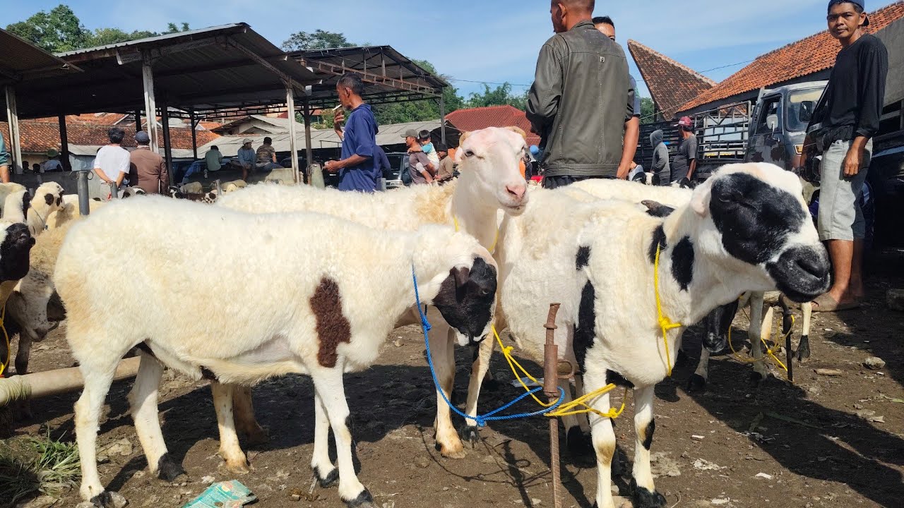 UPDATE HARGA BIBIT UNGGUL DOMBA GARUT PASAR MAJA-MAJALENGKA