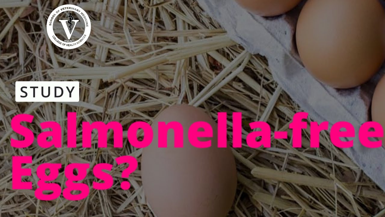Salmonella-free eggs? | KSVM Study