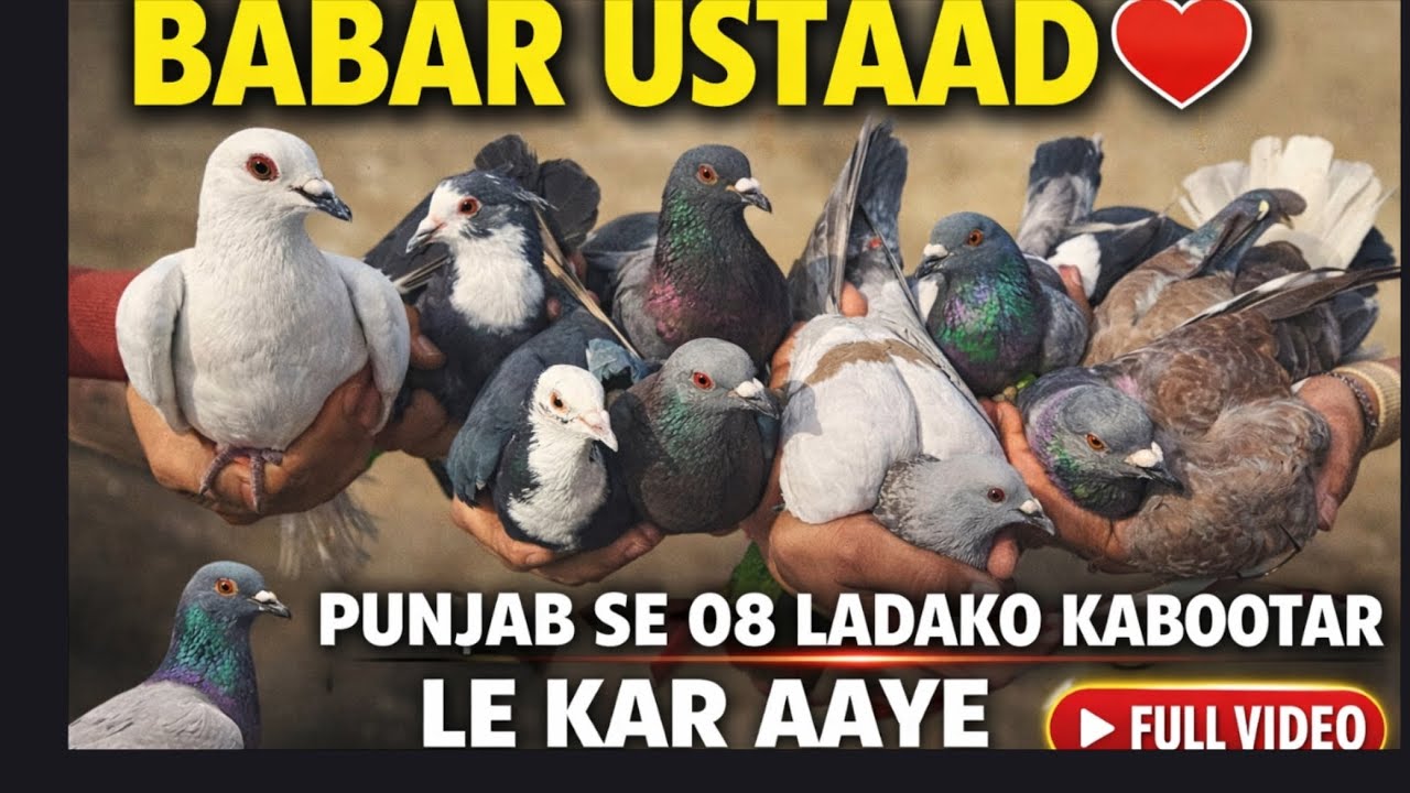 Babar Ustaad Punjab se Fighter kabootar le aye 💪 Laraiyaa ki tayari | Kabootar Baazi❤️