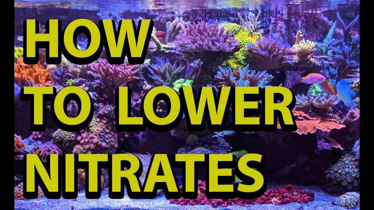 How To Lower Nitrates In A Reef Tank