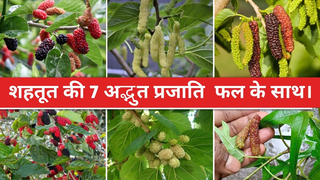 7 amazing mulberry varieties with fruits. | Avadh Nursery | Online plant | Malihabad | Lucknow