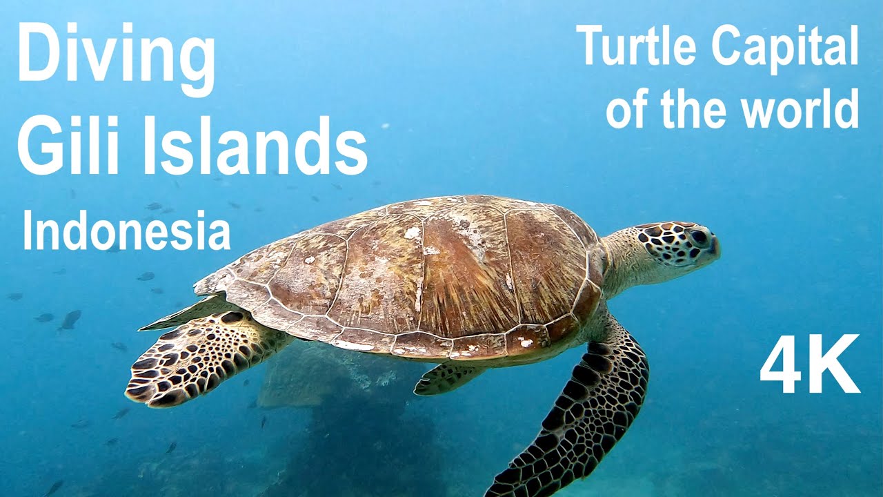 Diving Indonesia&rsquo;s Turtle Haven &ndash; Gili Islands [4K]