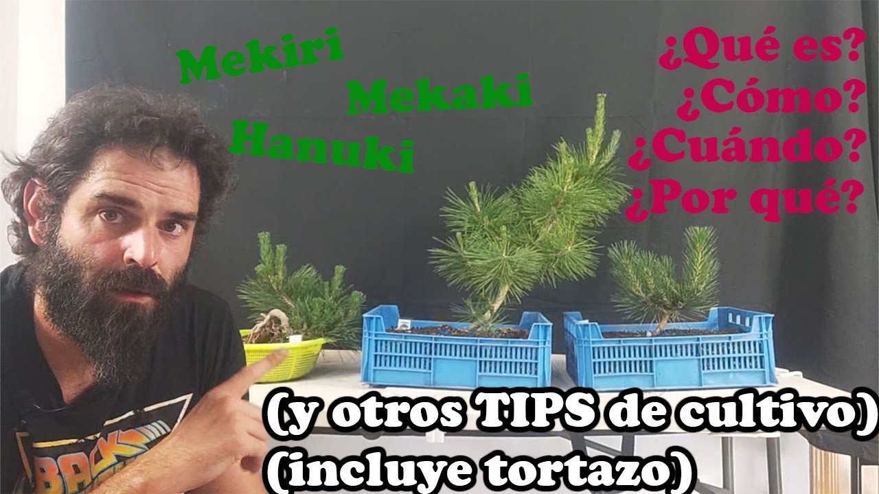 Bonsai Pino Thumbergii (Pino Negro) | MEKIRI | MEKAKI (Qué, Cómo, Cuándo, Porqué) y otros 'TIPS'
