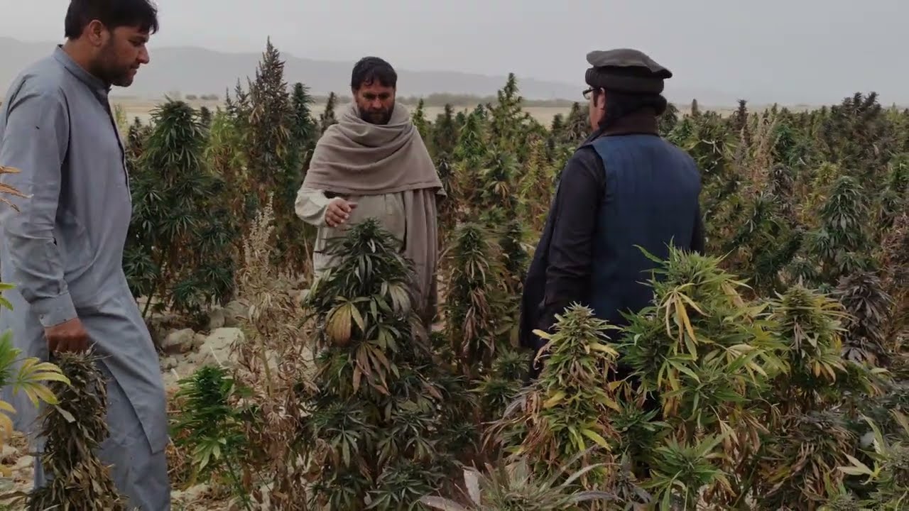 This video is only for showing landrace plants. It is not for commercial use. #landrace #usa #uk 