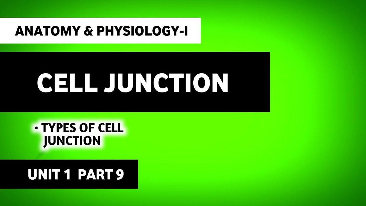Cell Junctions | Types Of Cell Junctions | Human Anatomy And Physiology | HAP | B Pharma 1st Sem