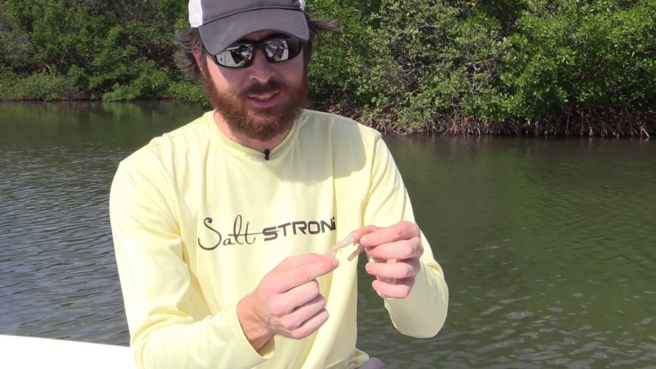 How To Hook Dead Shrimp For Inshore Saltwater Fishing