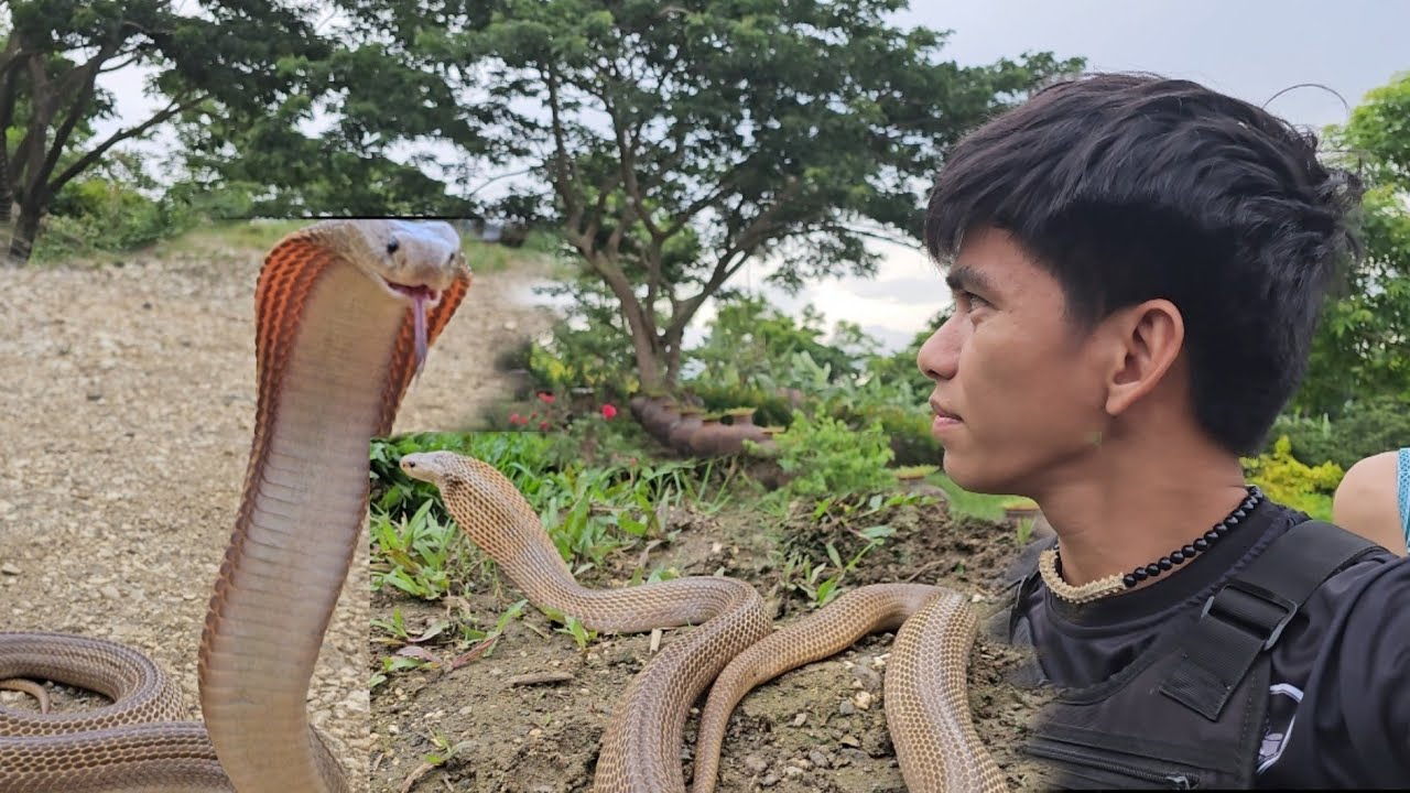 DALAWANG MALAKI NA COBRA SA HIGAAN NI TATANG