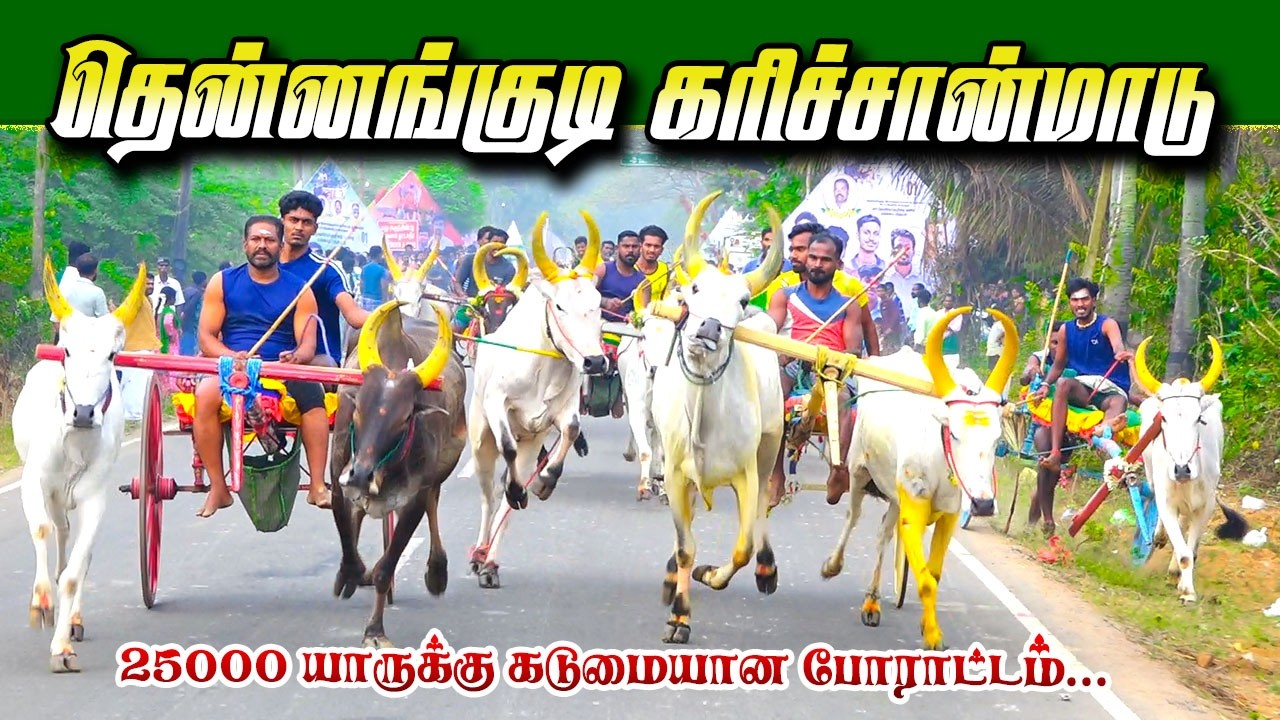 தென்னங்குடி கரிச்சான்மாடு  01/03/2026