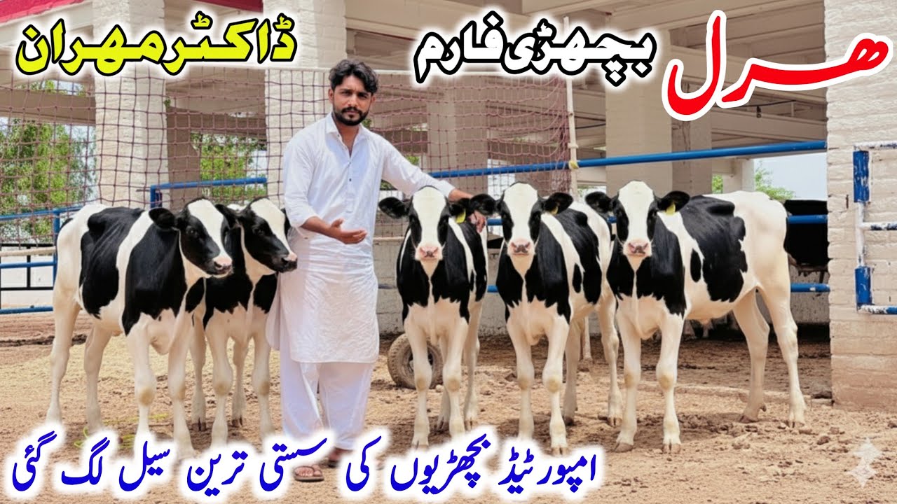 Imported Heifer Calves For Sale | High Milk Dairy Farm | Harl Bachri Farm Punjab Pakistan 🐄14 Octob