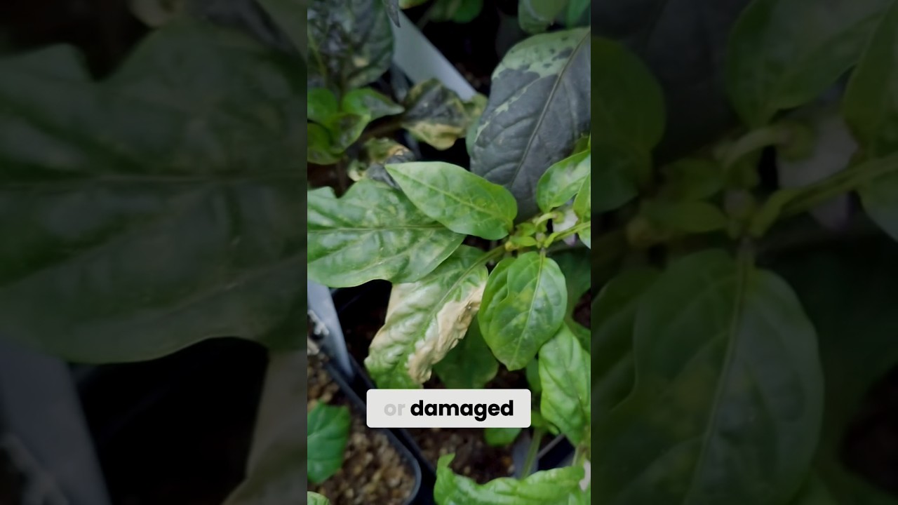 Don't kill your garden before it's planted! #gardenhelp #gardeningtips #gardenhacks