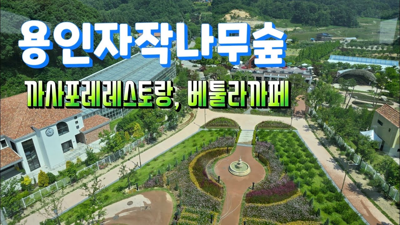 용인가볼만한 곳 | 용인 자작나무숲