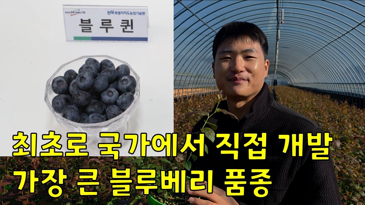 ⚠️블루퀸 품절⚠️ 블루스위트 블루레이디 가능합니다~~!!