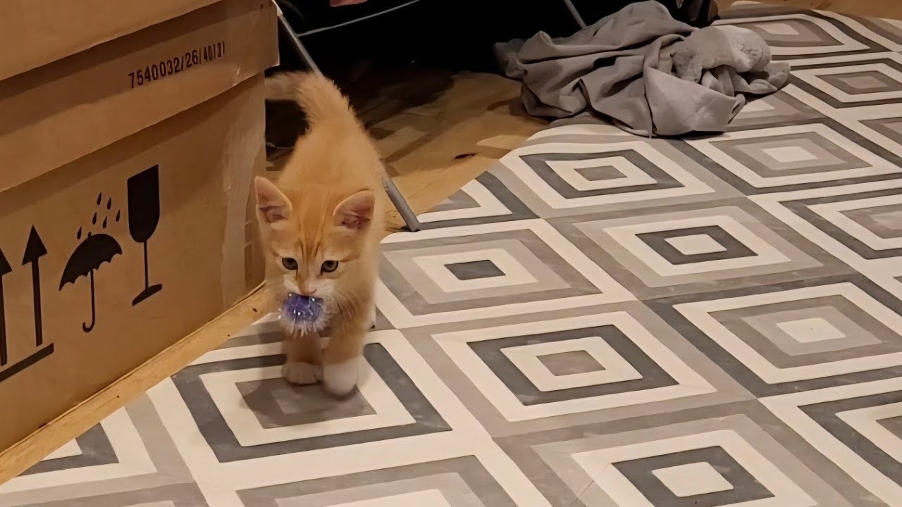 Baby Cat Tango