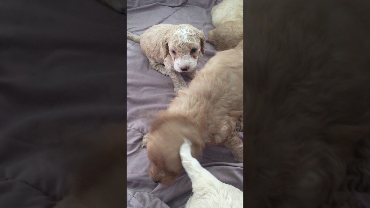 Spoodle Sensory training