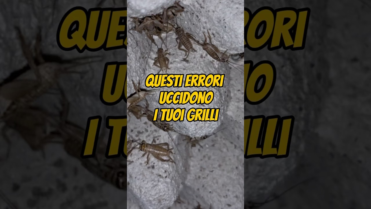 Questi errori uccidono i tuoi grilli