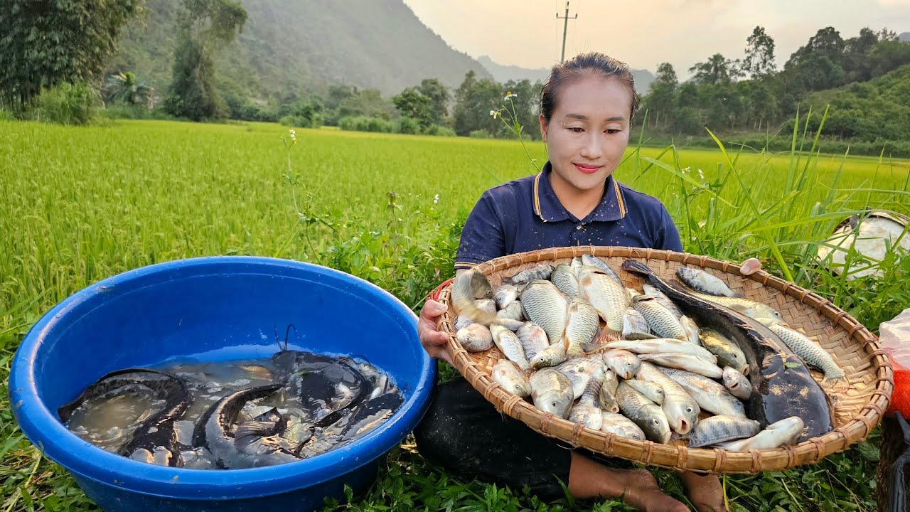 Harvesting field carp to sell in the village - Gardening and growing onions | Ly Thi Tam