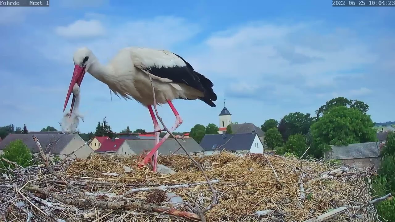 Abschied vom kleinen Küken 🐥   —  25.06.2022