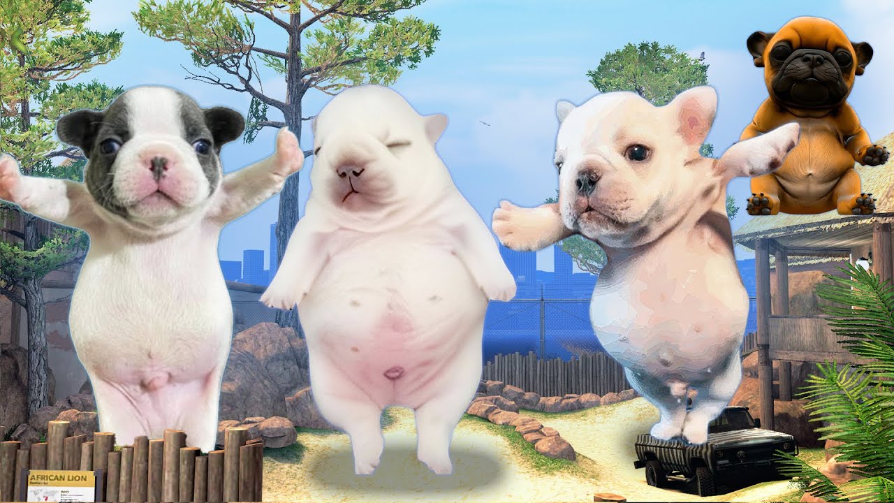 I Go To The Zoo and Find PIBBLE... (Garry's Mod)