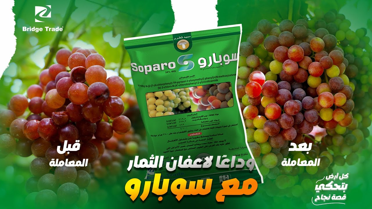 محصول العنب في أمان من أعفان الثمار مع سوبارو