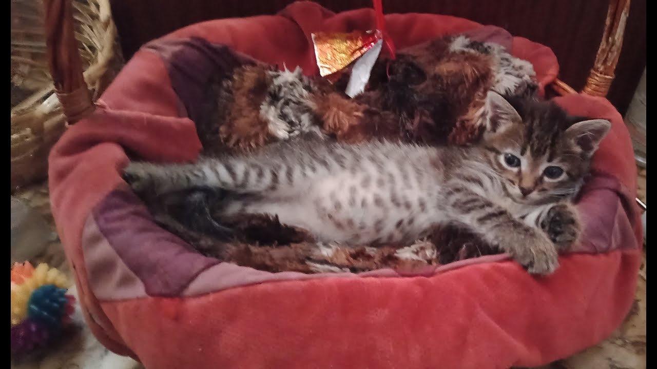 Funny pets & funny girls #shorts