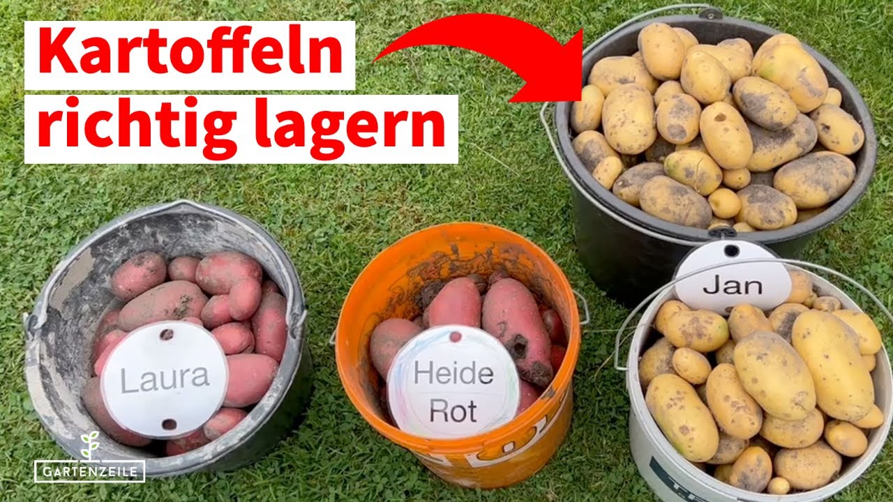 Kartoffeln richtig lagern [Diese Tipps unbedingt beachten] Vorsicht vor Äpfeln!