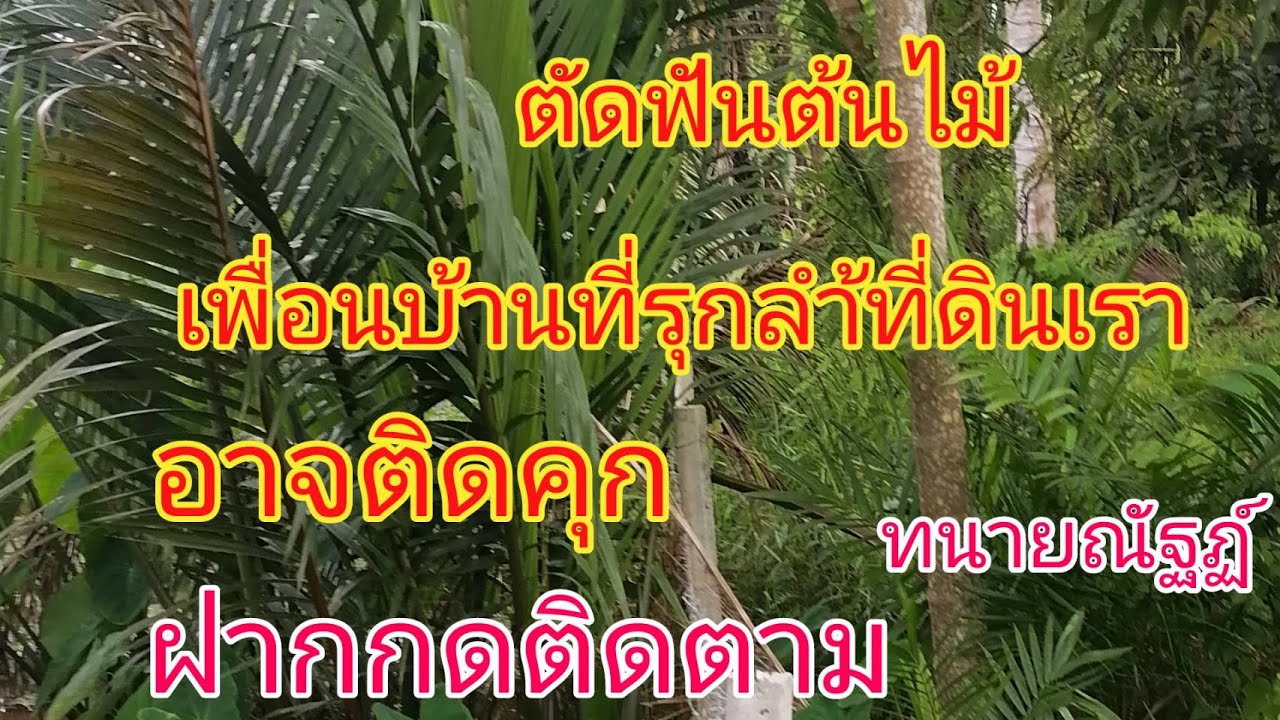 ตัด ฟัน ต้นไม้คนอื่นที่รุกล้ำที่ดินเรา อาจติดคุก