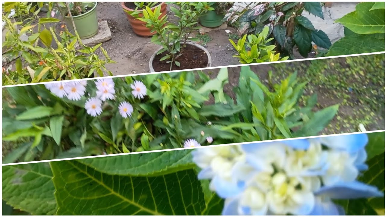 TRANSFORMAÇÃO EM UM JARDIM PEQUENO +GANHEI 2 PLANTAS! 