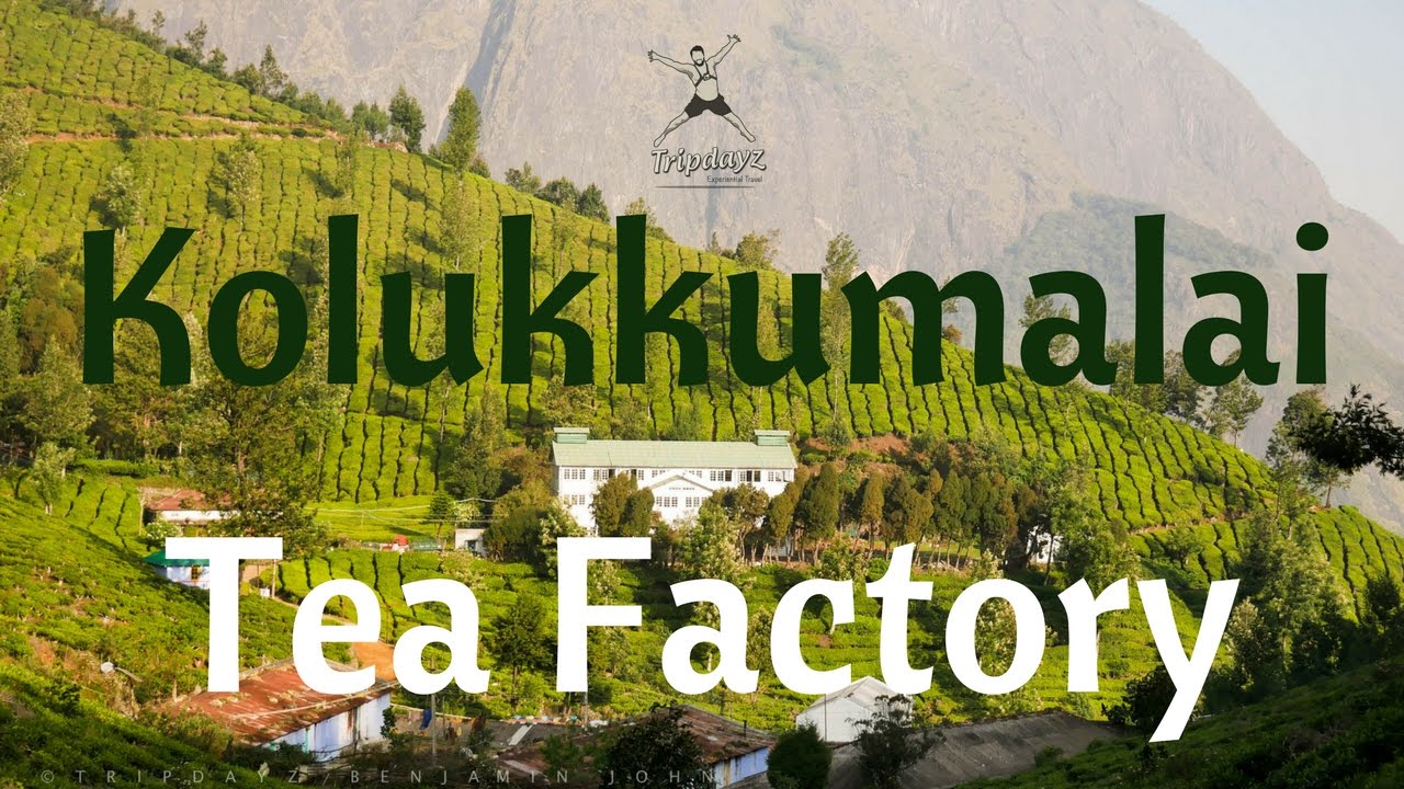 Kolukkumalai Tea Factory & Orthodox Tea Production