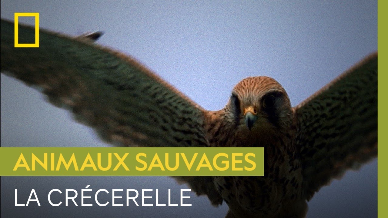La crécerelle, rapace redoutable aux yeux ultra-puissants