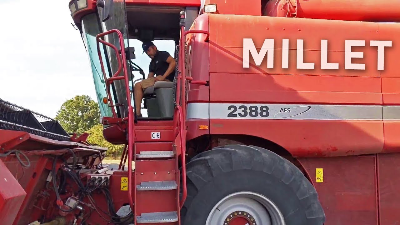 Découverte du millet chez Alexandre dans l'Indre - 2020
