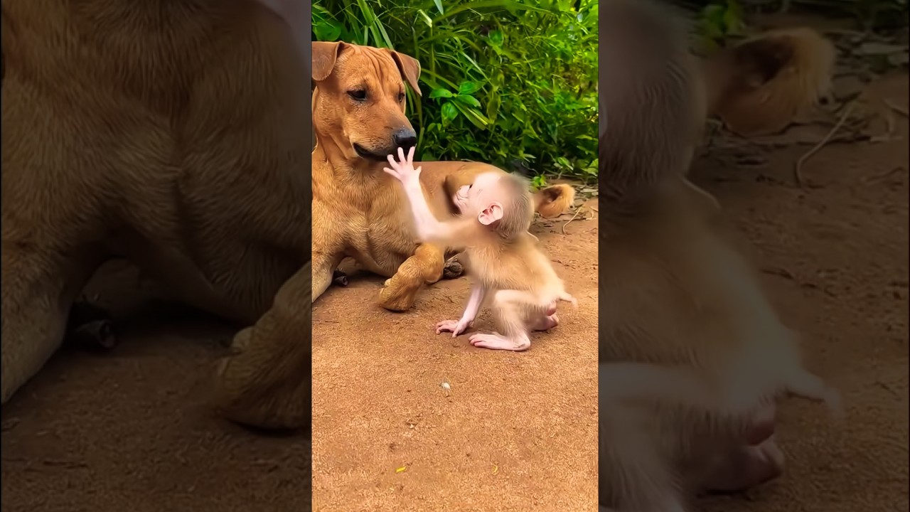 Little monkey & dog #shorts #monkey #dog