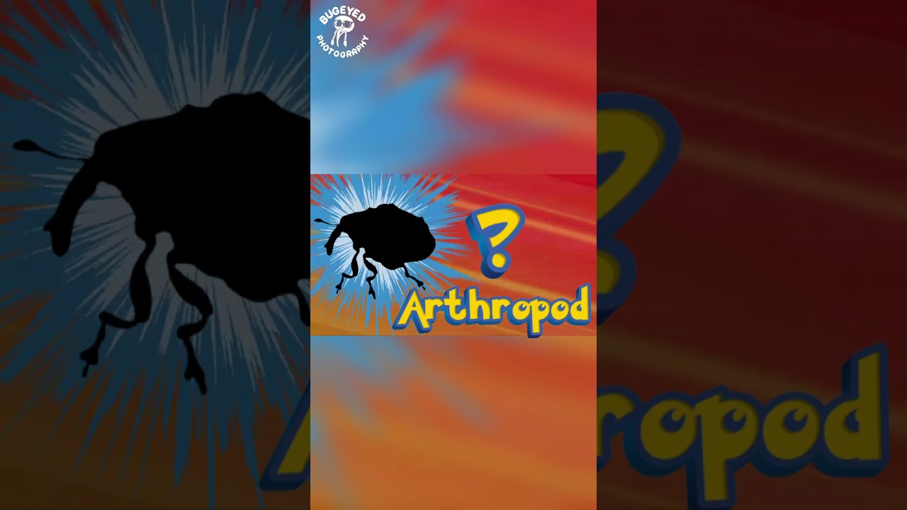 Who&rsquo;s that arthropod? #bugs #insect #insects #bug #funny #realbugs #meme #weevils #weevil #pokemon