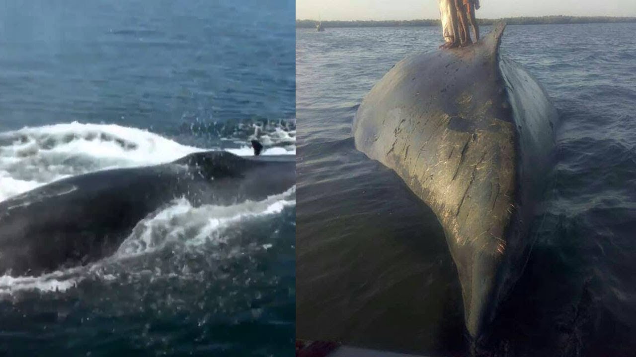 SAMAKI MKUBWA CHONGOE ALIYEVULIWA TANGA KATA YA MOA WILAYA YA MKINGA AMERUDI BAHARINI