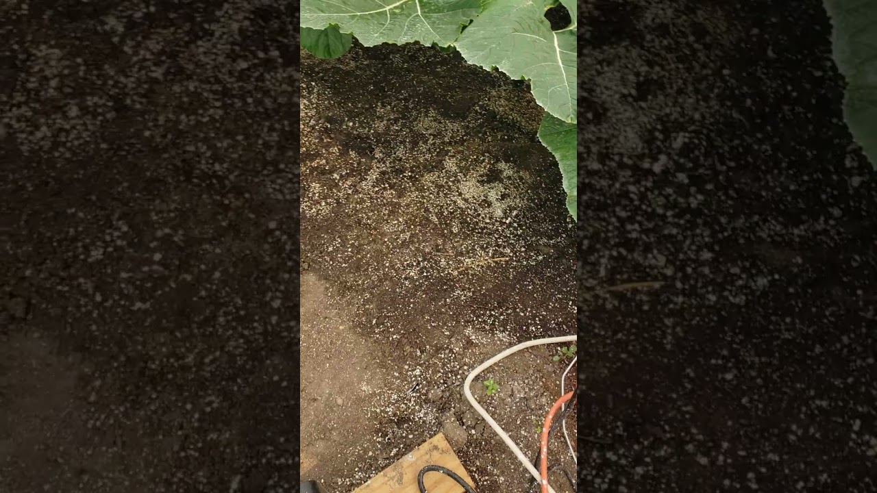 giant pumpkin using xtreme gardening mykos brown is mykos #giantpumpkin