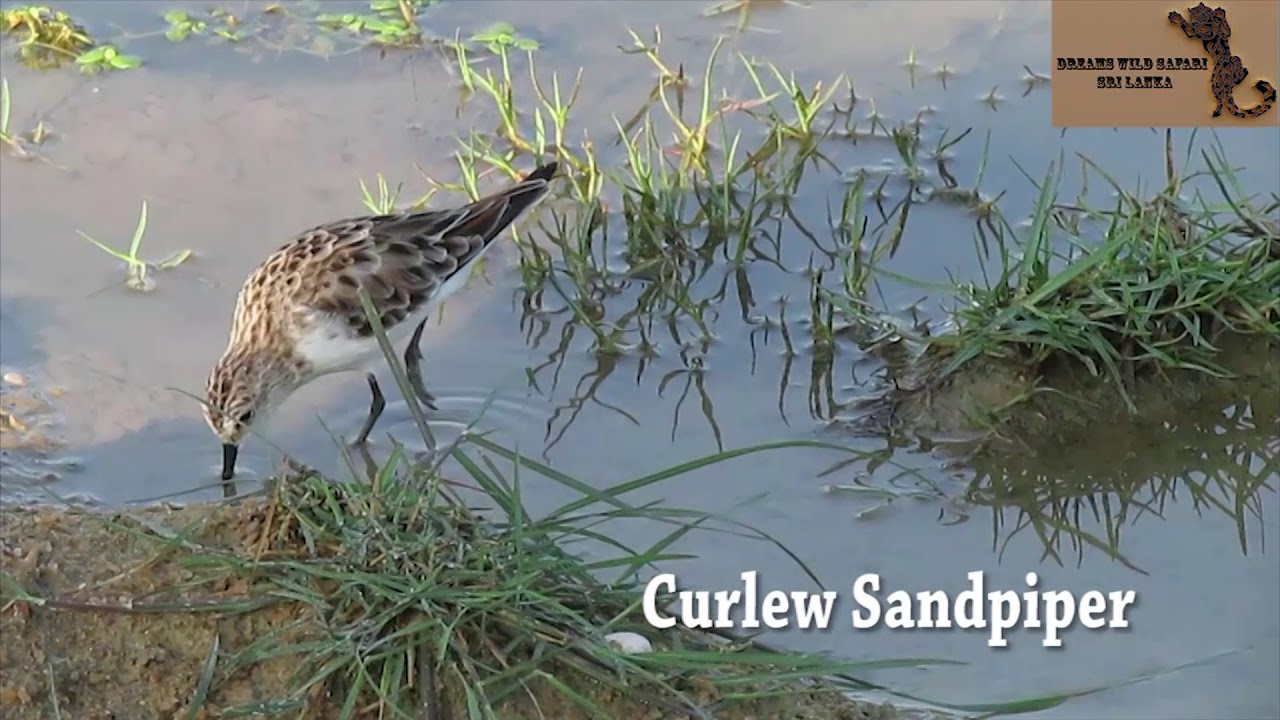 Bundala Bird sanctuary | Sri Lanaka