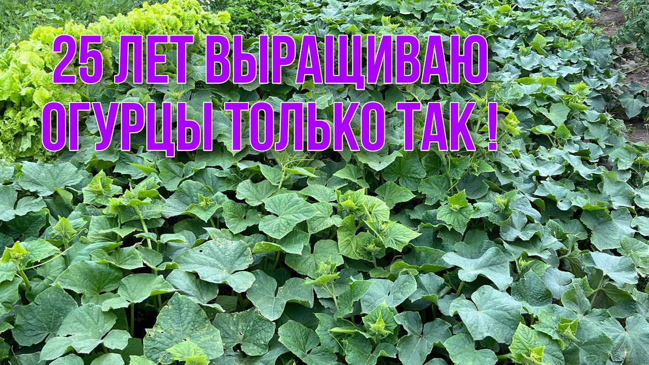 Всегда с огурцами в открытом грунте. Сезон 2022